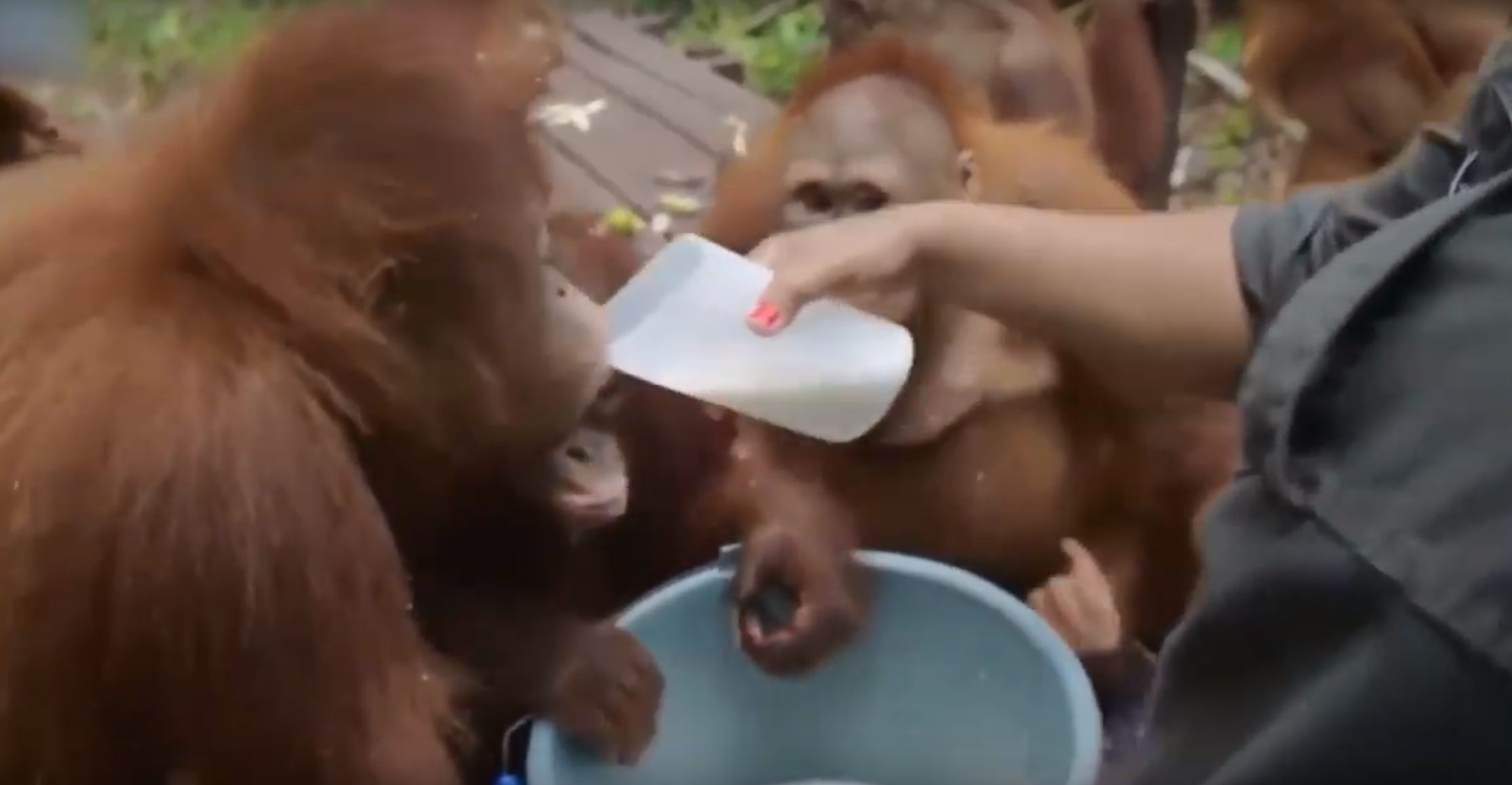 El tierno momento en que un orangután hizo drama para que le dieran más leche