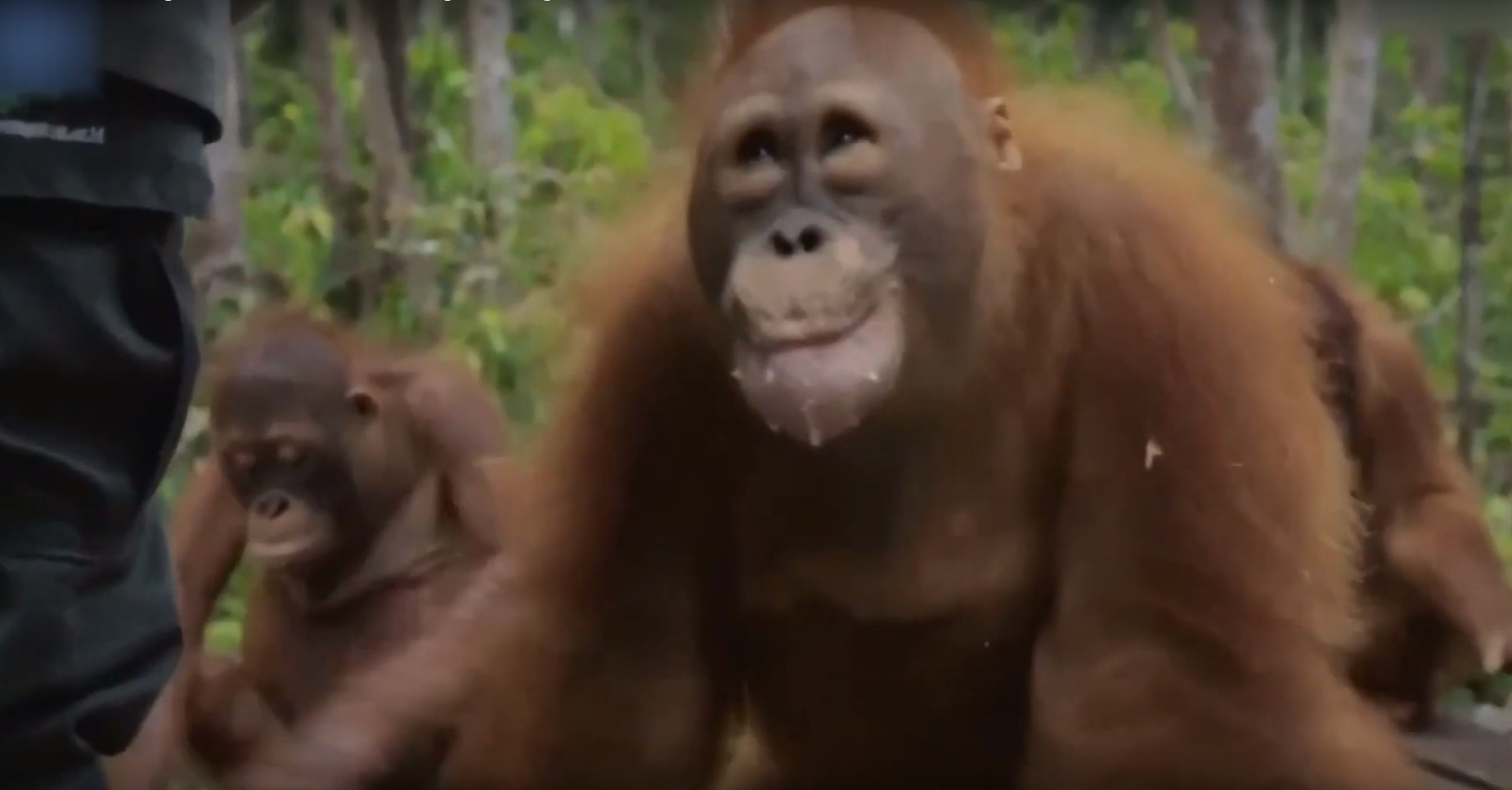 Big Boy Beni hizo gala de su mejor cara para conseguir que su cuidadora le diera más leche