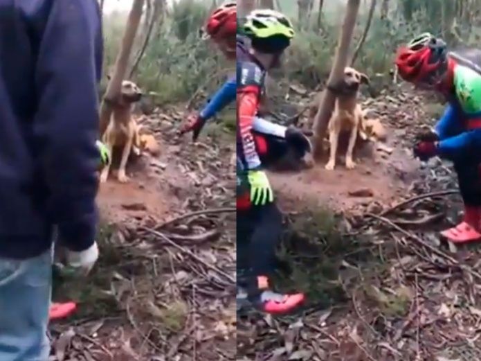 Ciclistas salvan a perrito amarrado de un árbol