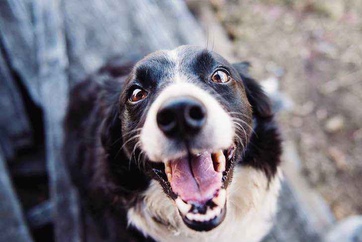 Desde cáncer hasta desastres naturales: 7 cosas inesperadas que los perros son capaces de oler