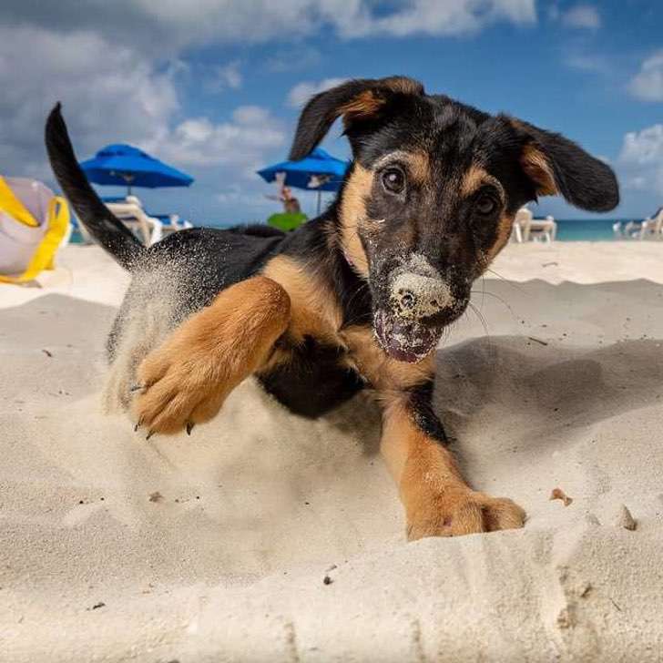 Cachorros y playas paradisíacas: Refugio hace realidad vacaciones soñadas de amantes de los perros