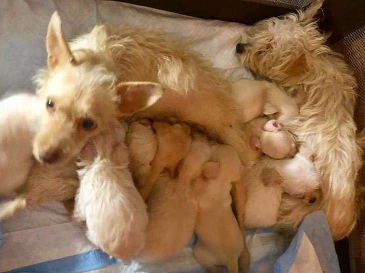 Perritas son mamás solteras y viven en la calle. Entre las dos cuidan y protegen a sus 9 cachorros