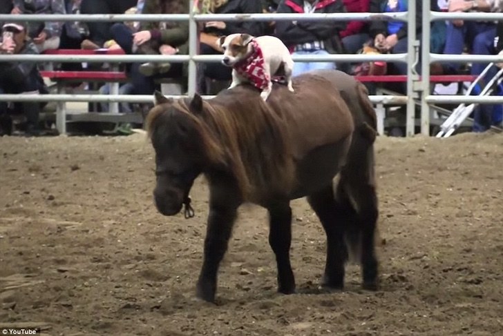 Perrita ayuda a entrenar a caballo miniatura. Se hacen amigos y se convierte en su animal de terapia