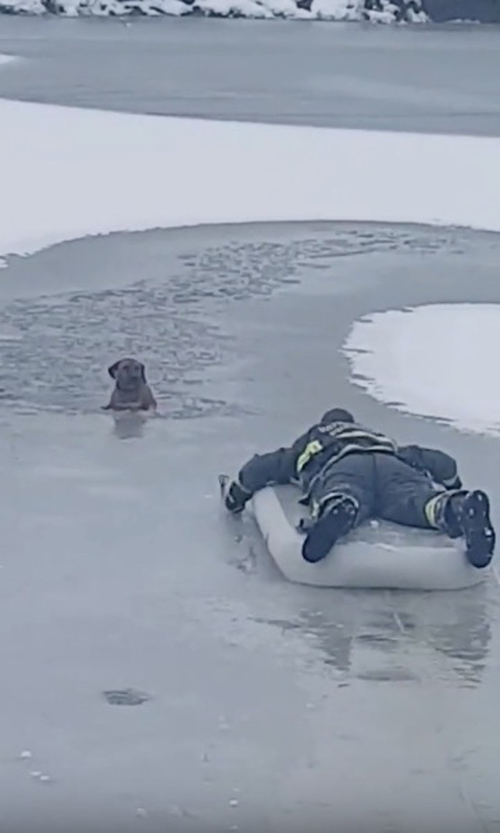 Perro quedó atrapado en el hielo y no podía moverse del frío. Ellos no le permitirían rendirse