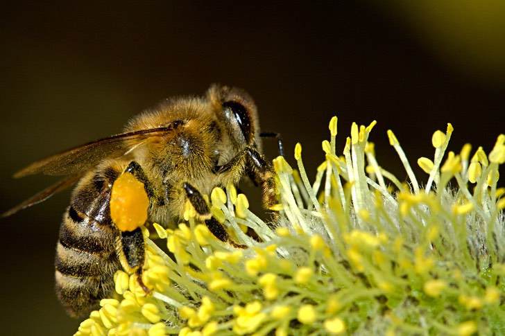 Las otras chaquetas amarillas: Francia protege a las abejas prohibiendo los pesticidas más dañinos