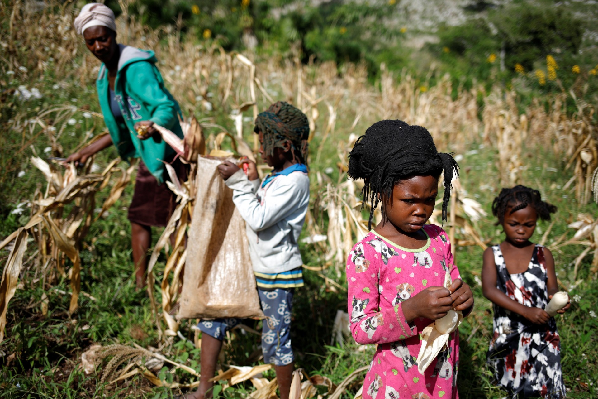 Niñas y una mujer cosechan maíz en un campo en Boucan Ferdinand, Haití, 2 de octubre de 2018.