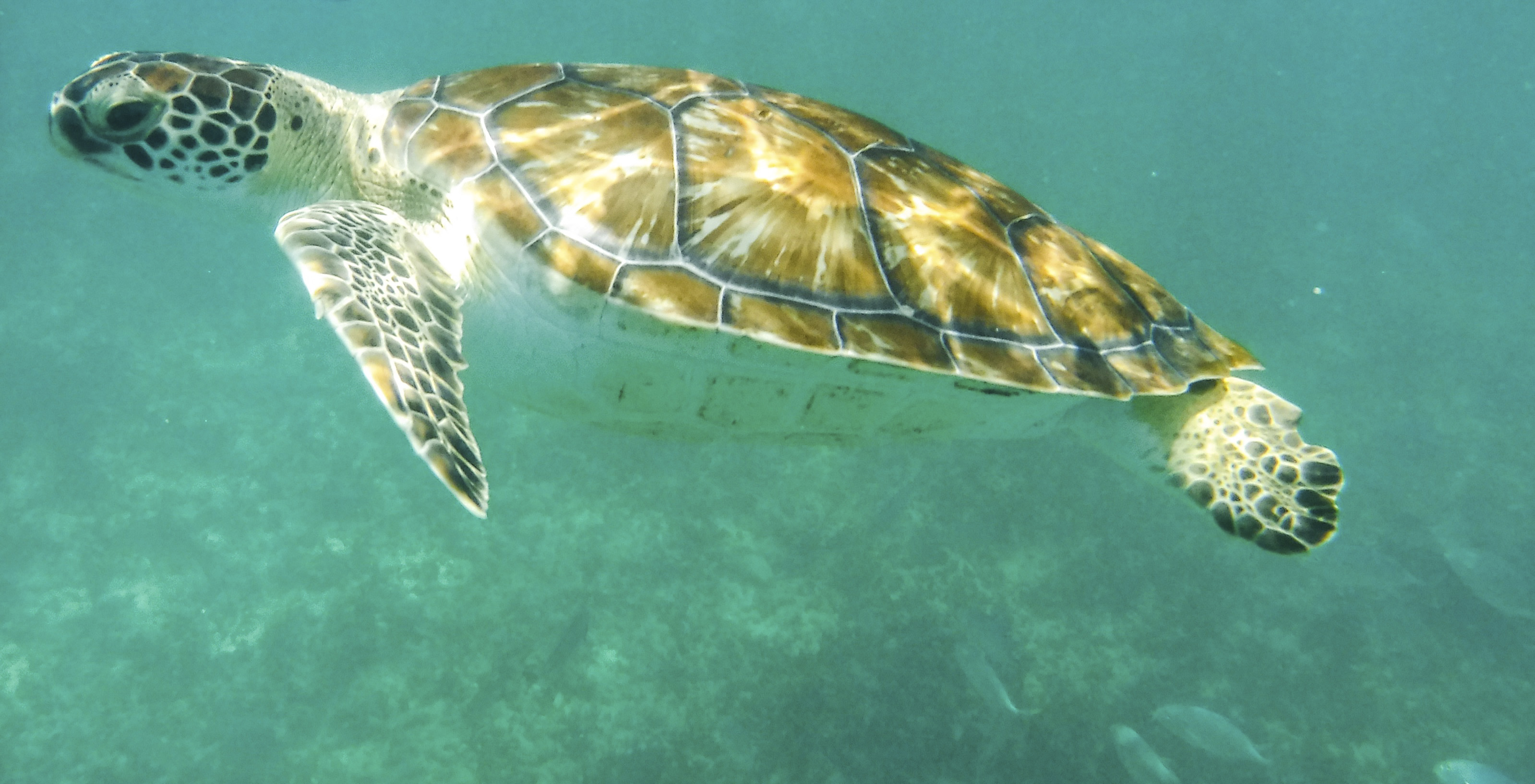 Las tortugas son unas de las tantas especies  afectadas por la contaminación de  plásticos y globos en los mares  (Foto: Elizabeth Ruiz/ CUARTOSCURO.COM)