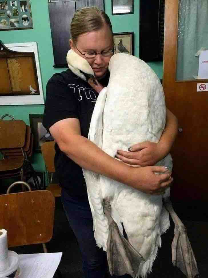 Cisne se acurruca con una veterinaria y se abrazan con amor. Quiso agradecer por salvarle la vida