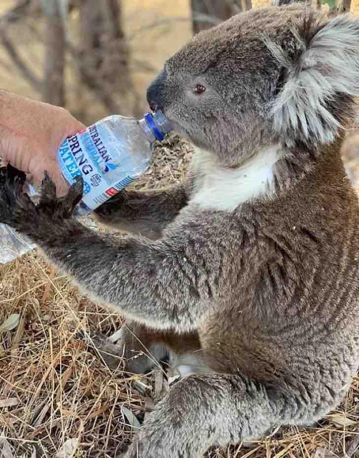 Con su botella calma la sed de koala que no resistía más el calor. Tomó su mano para agradecerle