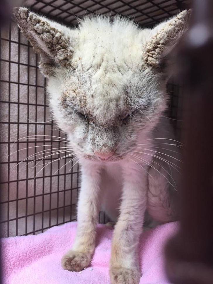 Gato abandonado abre sus ojos por primera vez. Maravilla a su nueva dueña con sorpresa que escondía