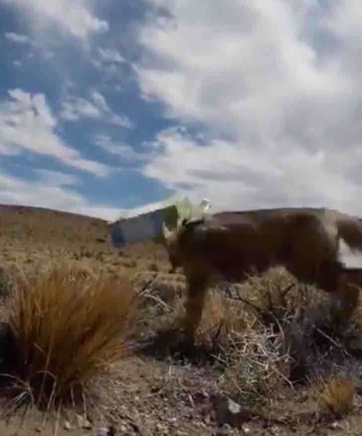 Salva a zorro que se ahogaba con una caja en su cabeza. Corría desesperado por ayuda en la Patagonia