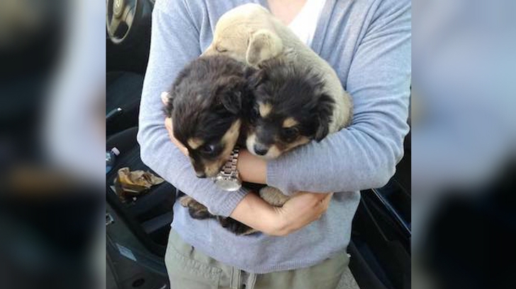 Pisó el freno con todas sus fuerzas para no atropellar a 3 cachorritos. Terminó llevándolos a casa