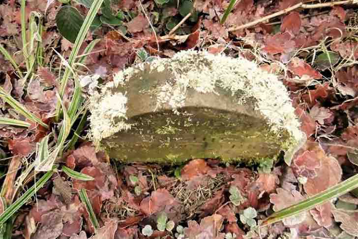 Encuentra una lápida de 130 años en medio del bosque. Reveló al mundo el dulce tributo que escondía