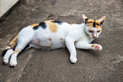 Es trsite que en México el maltrato animal no sea delito que se siga de oficio | Hombre mata a gatita embarazada