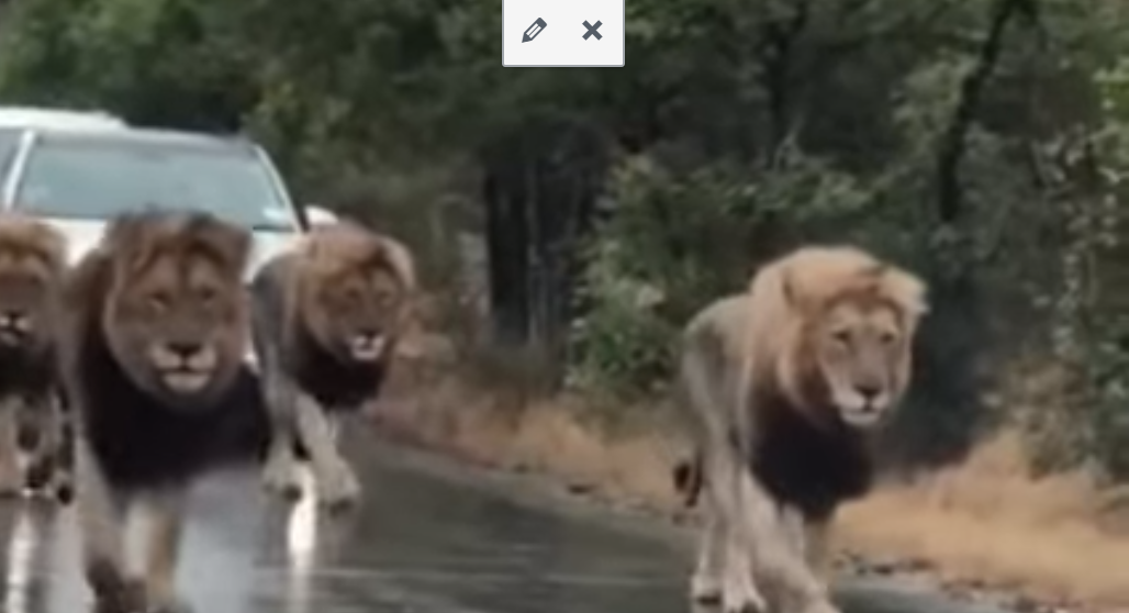 Leones marcan la velocidad en carretera en África 