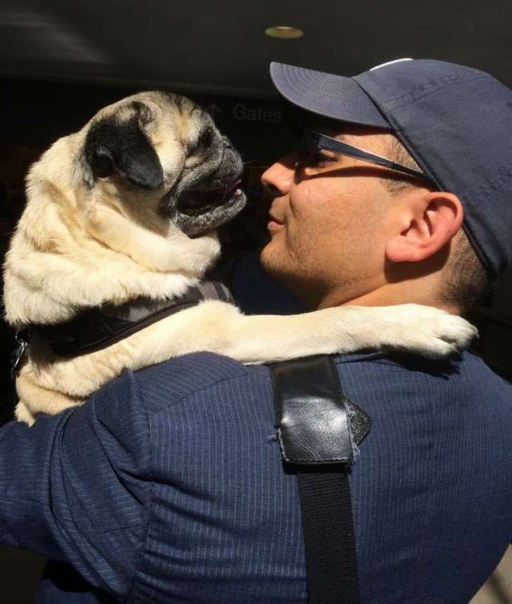 Pug extraña a su amo, no duerme y llora todo el día. Encuentra consuelo en maniquí vestido como él