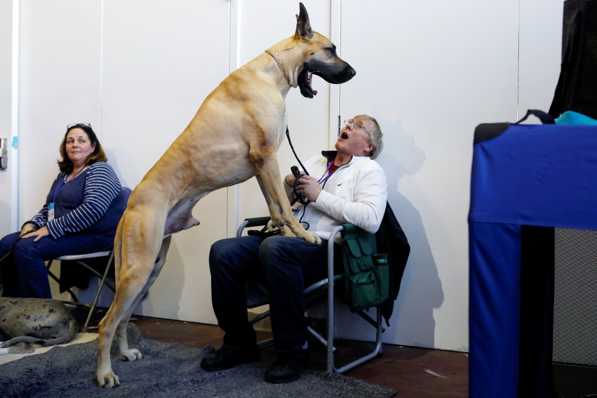 El encuentro de perros de raza en Nueva York