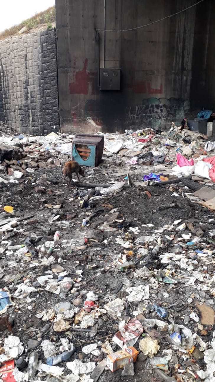 Perrita estaba a punto de morir en medio de basural. Con un poco de amor su belleza salió a relucir