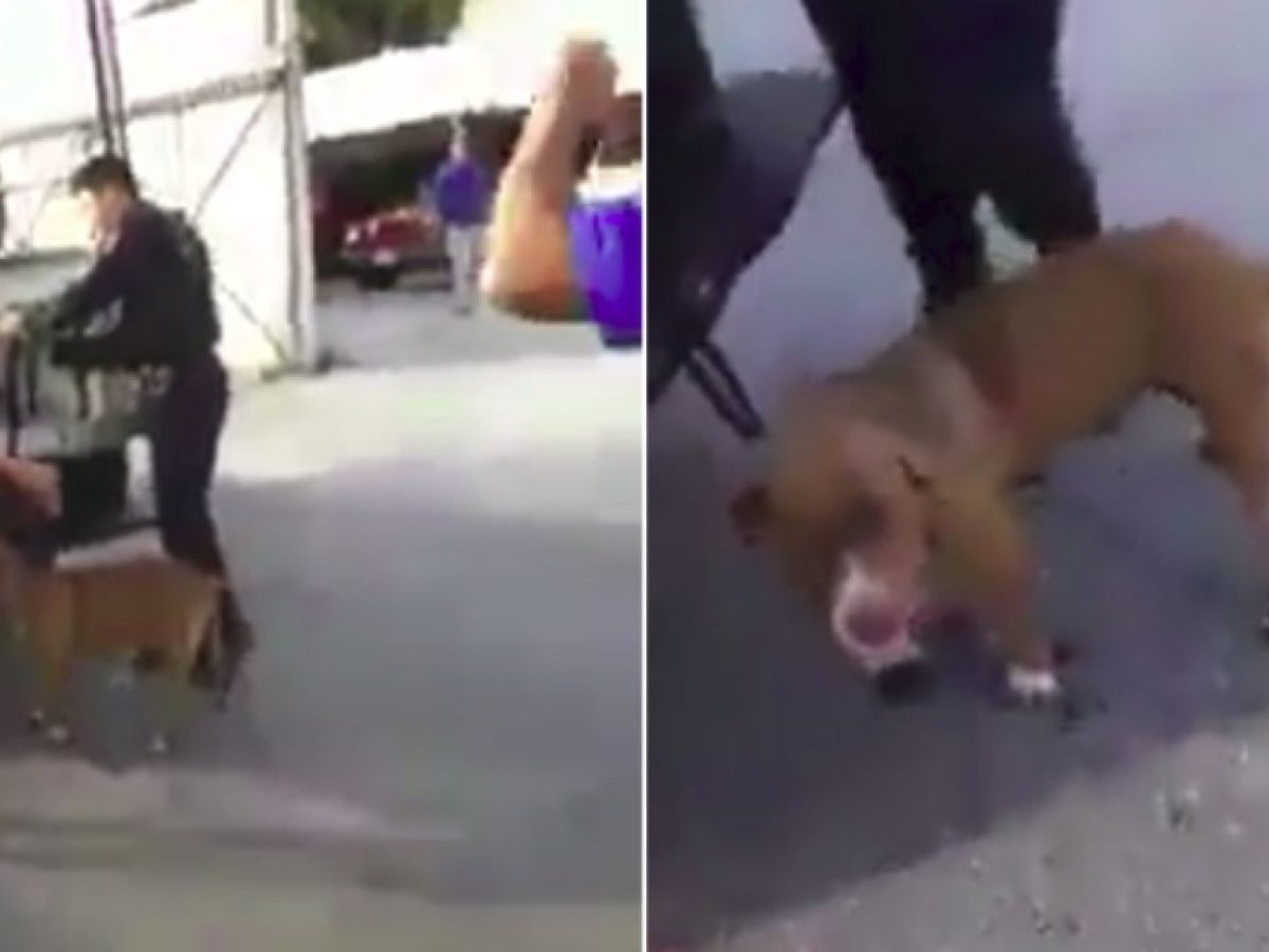 Policías de Cozumel arrastraron a un perro con su patrulla