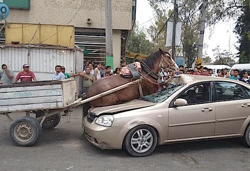 Choca caballo y auto en Jardines de Morelos