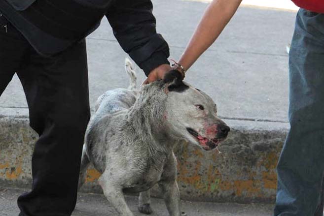 PRI busca sancionar el maltrato animal con 8 años de cárcel