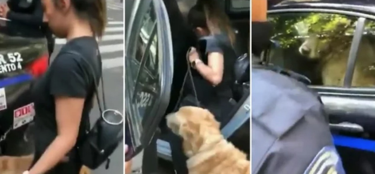 Policías detienen a perritos y a su dueña por jugar en una fuente