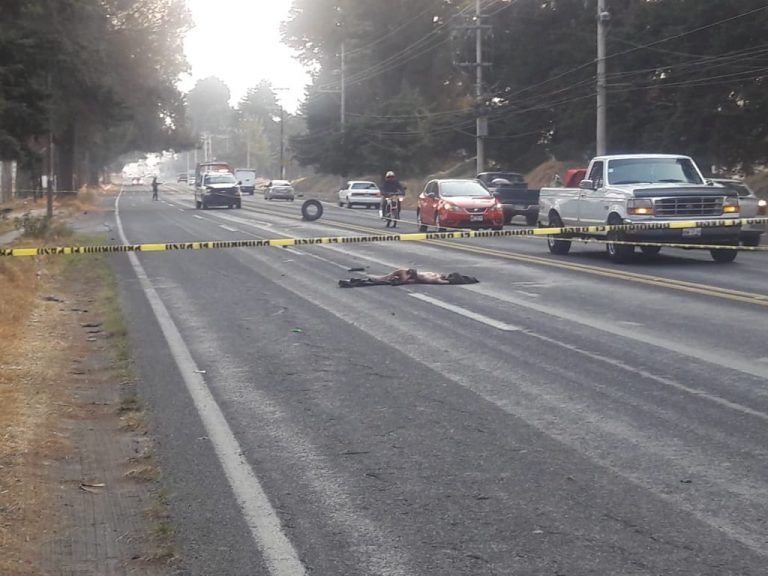 Lo atropellaron tantas veces que quedo aplanado en el asfalto