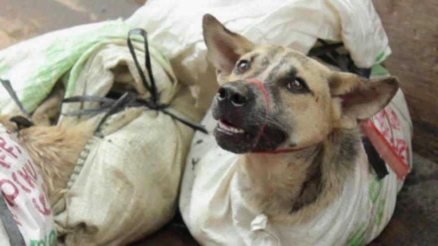 Adiós al YAKIMESHI con perro; En enhorabuena, quieren prohibir el festival Yulin donde se come carne de perro