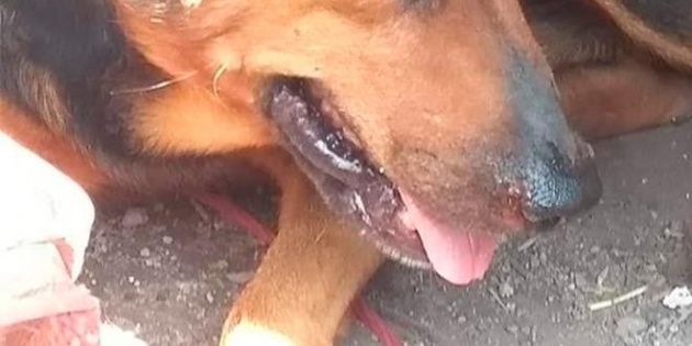 Atacan con tijeras a un perro en el Estado de México