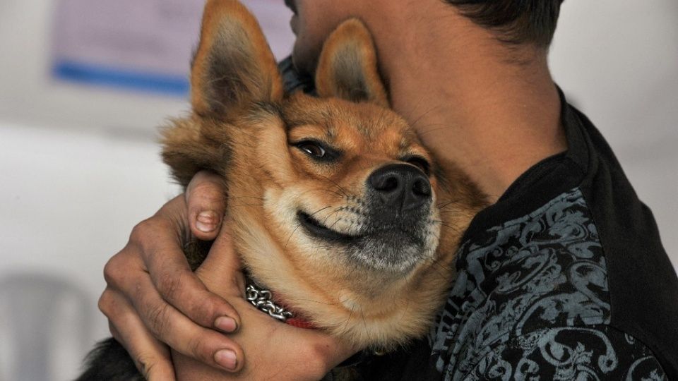 Perro espera sentado a su dueño muerto en el hospital FOTO