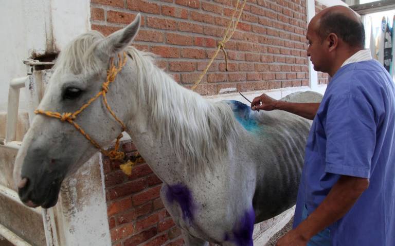 Rescatan a “La Pecas”, yegua que también sufría en Ecatepec