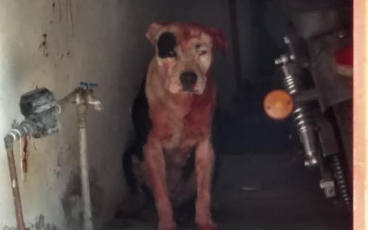 Perro ataca a niño en Iztapalapa y fallece por mordeduras