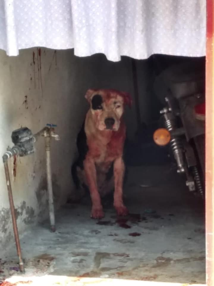 Perro ataca a niño en Iztapalapa y fallece por mordeduras