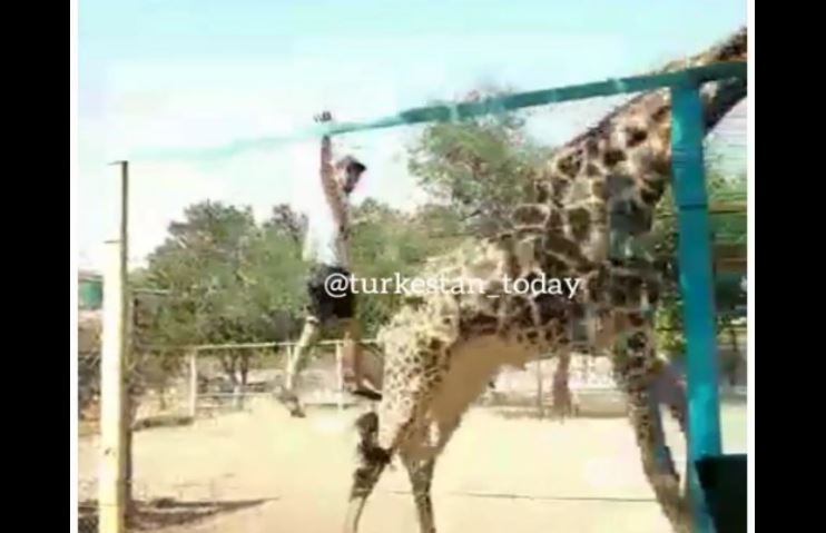 Visitante borracho se monta en una jirafa en un zoológico