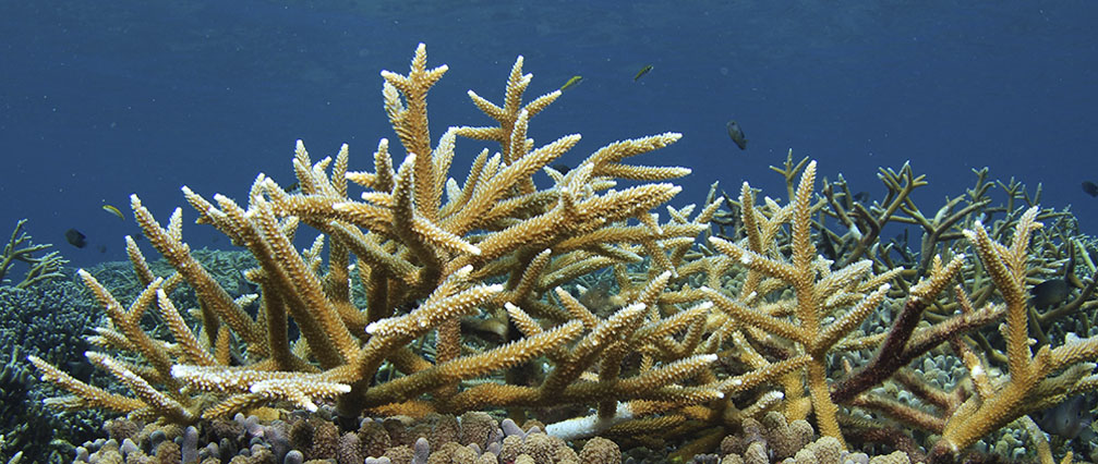 Coral que prefiere alimentarse de microplásticos