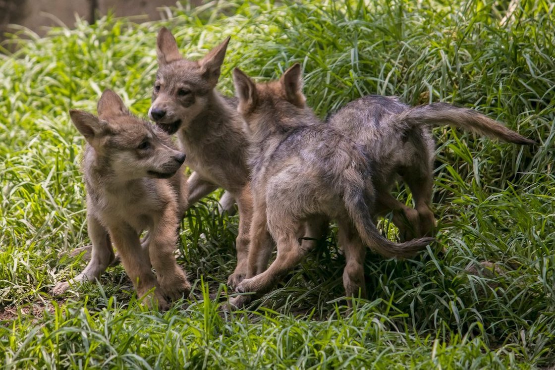 Hay concurso para poner nombre a 6 lobitos nacidos en Chapultepec