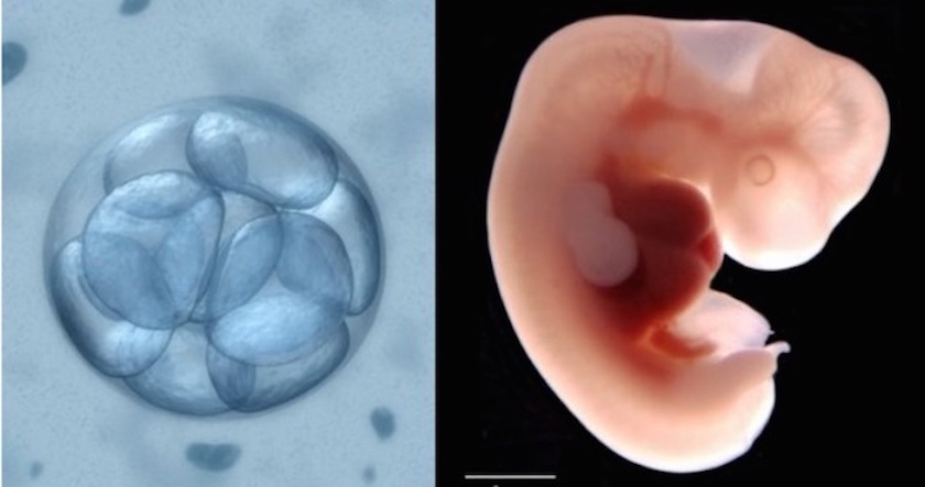 Japón aprueba experimentar con embriones HIBRIDO-HUMANOS