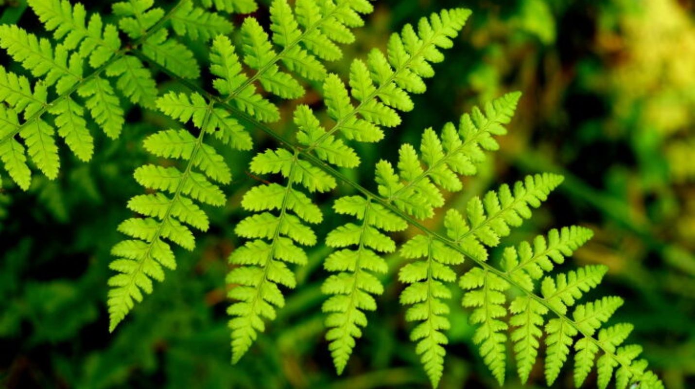 Helechos, las plantas que adornan los parques