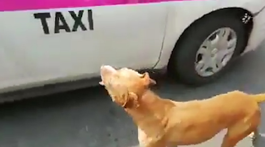 Corrió a toda velocidad detrás de un auto para no ser olvidado y mira lo que pasó