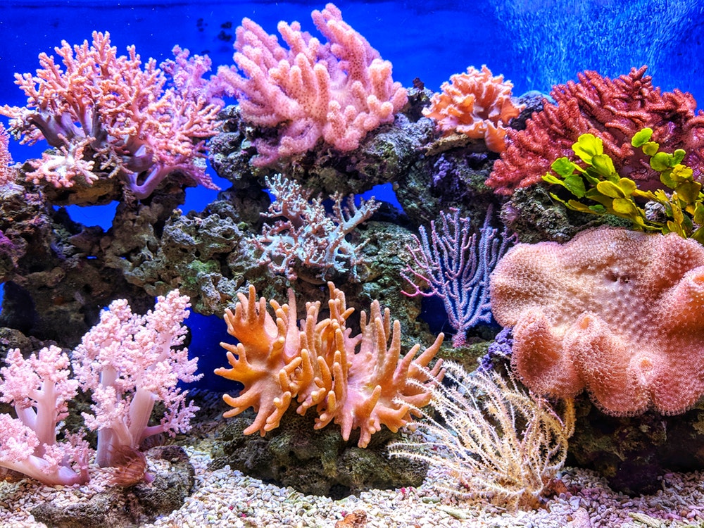 Coral que prefiere alimentarse de microplásticos