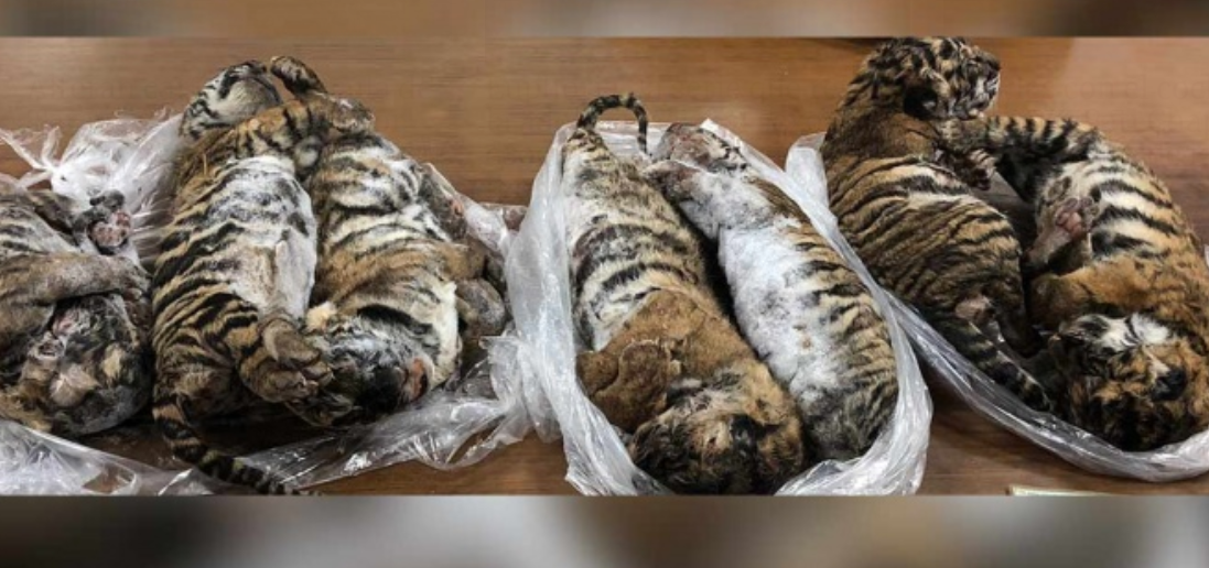 HALLAN 7 TIGRES ‘BEBÉS’ CONGELADOS DENTRO DE UN AUTO