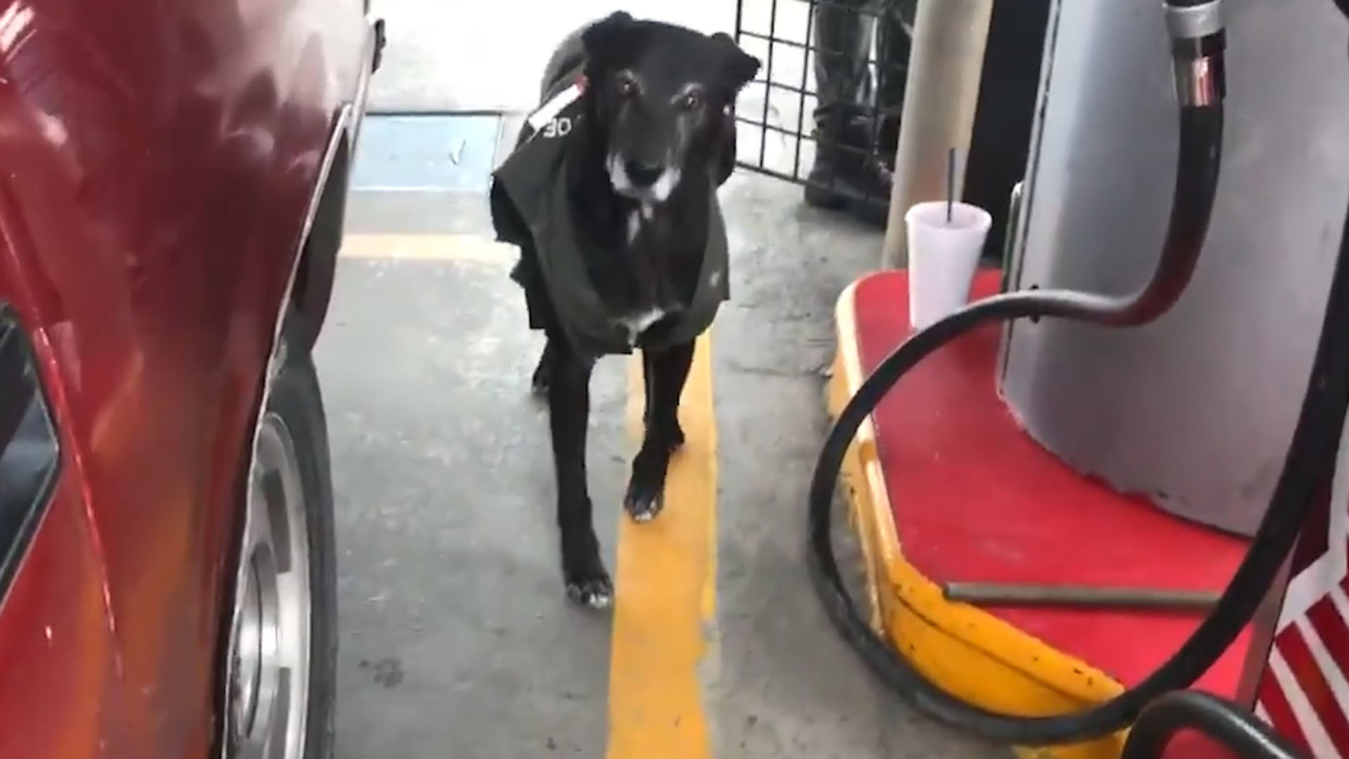 Una perrita callejera que ahora trabaja en una Gasolinera