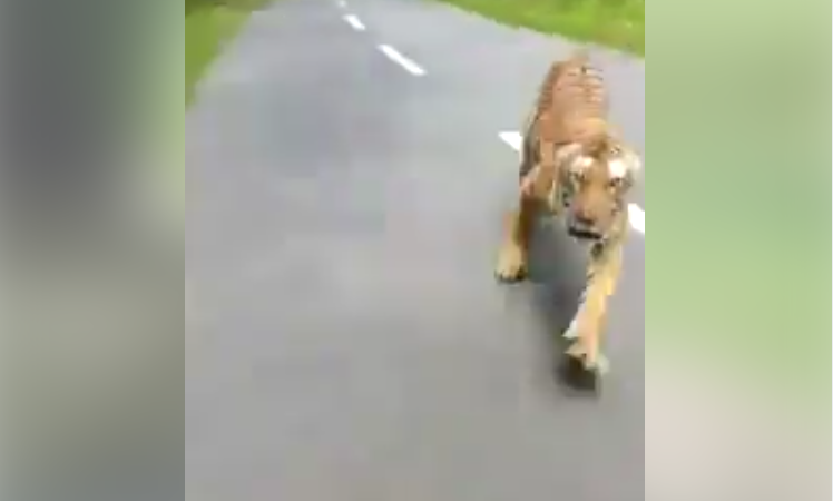 Así escapo este hombre de un tigre que lo cazaba