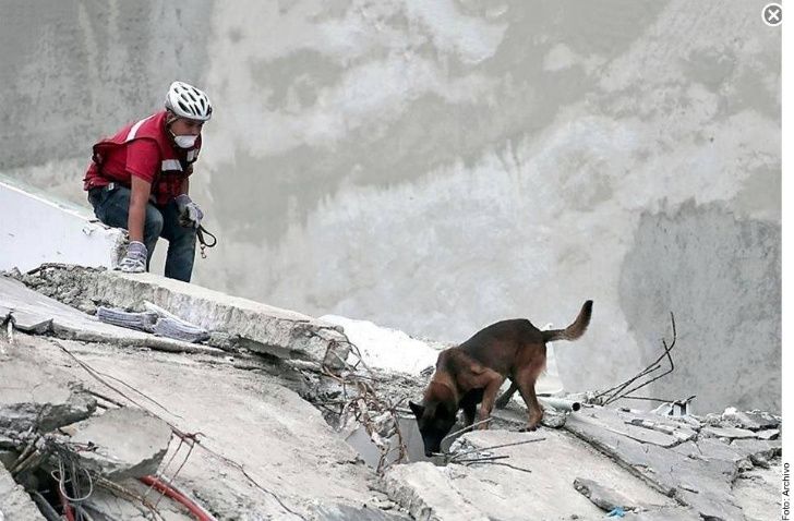 Chichi, el perro rescatista