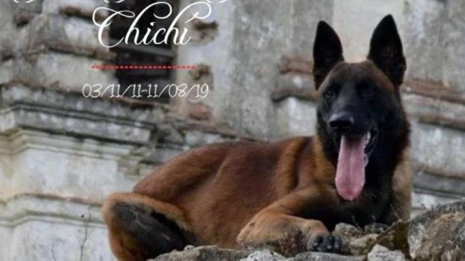 Muere “Chichi”, el perro rescatista del 19-S