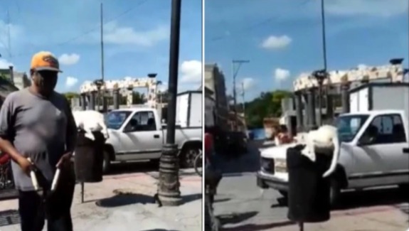 Malnacido | Hombre le corta la cola a perro que buscaba comida en la basura