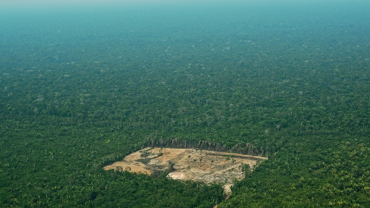 EN EL AMAZONAS, AUMENTA LA DEFORESTACIÓN AL 278%