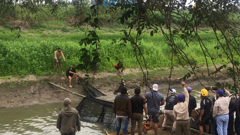 LIBERAN A UN ELEFANTE MARINO QUE ESTUVO VARADO EN ECUADOR