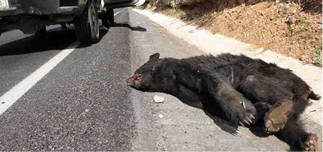 Atropello y mato a un Oso negro en Coahuila