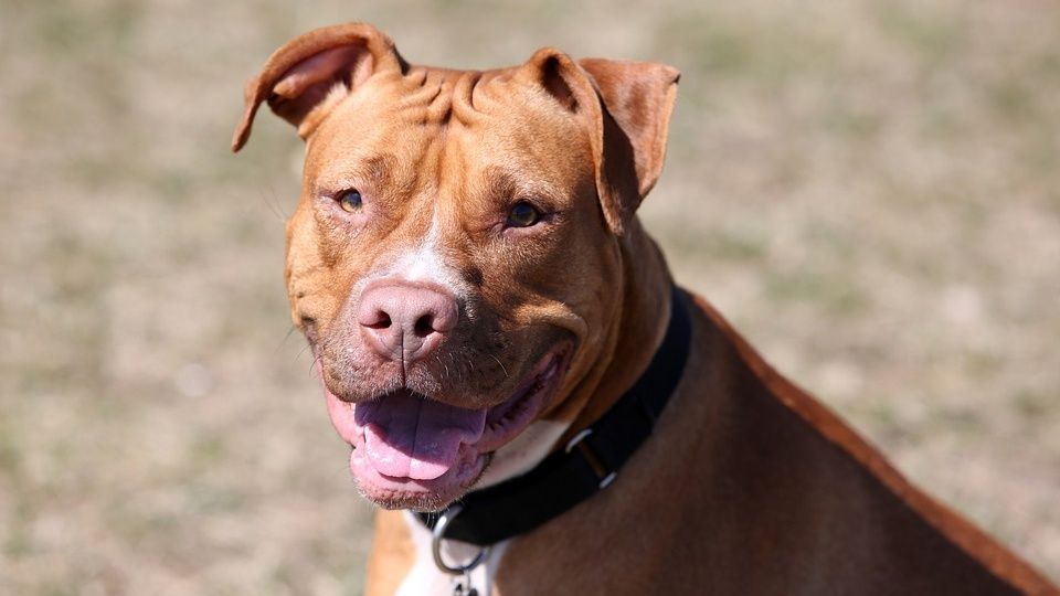 Perro salva a su amigo que es pescador, cuando fue mordido por un tiburón